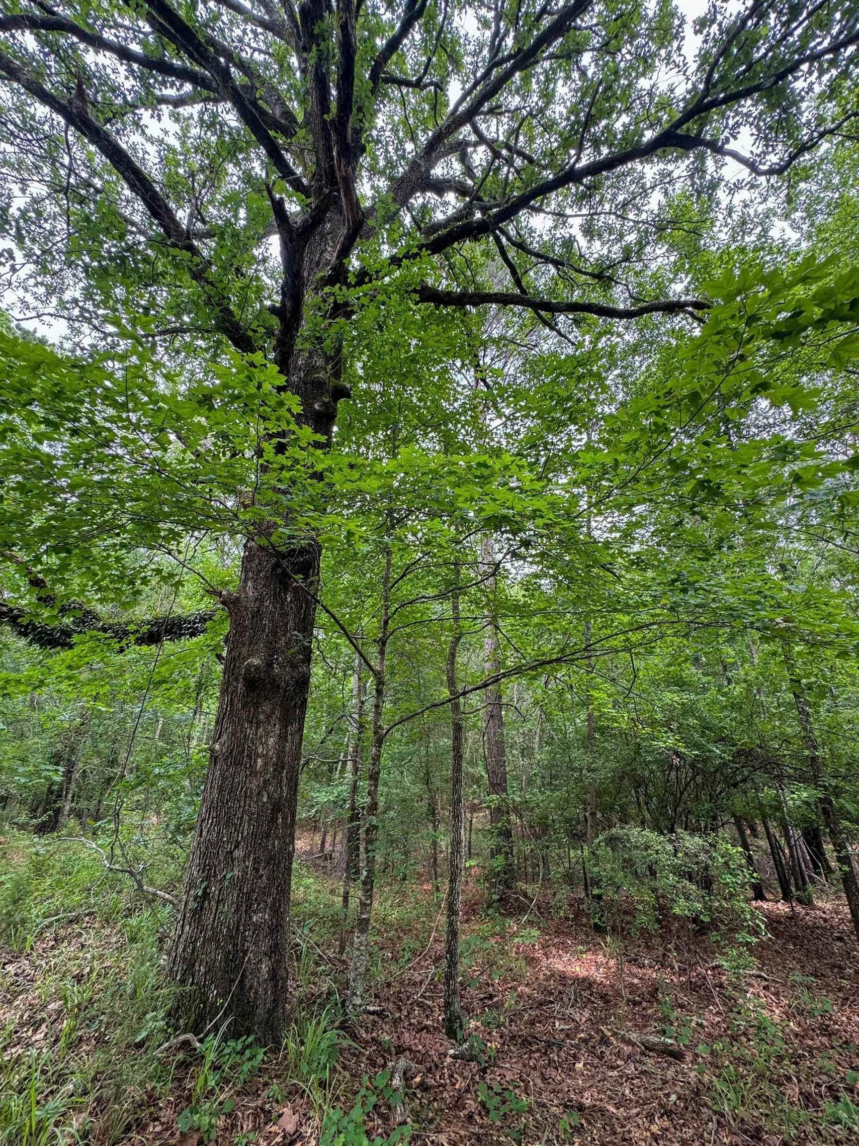 115.66 acres in Panola County - photo 20