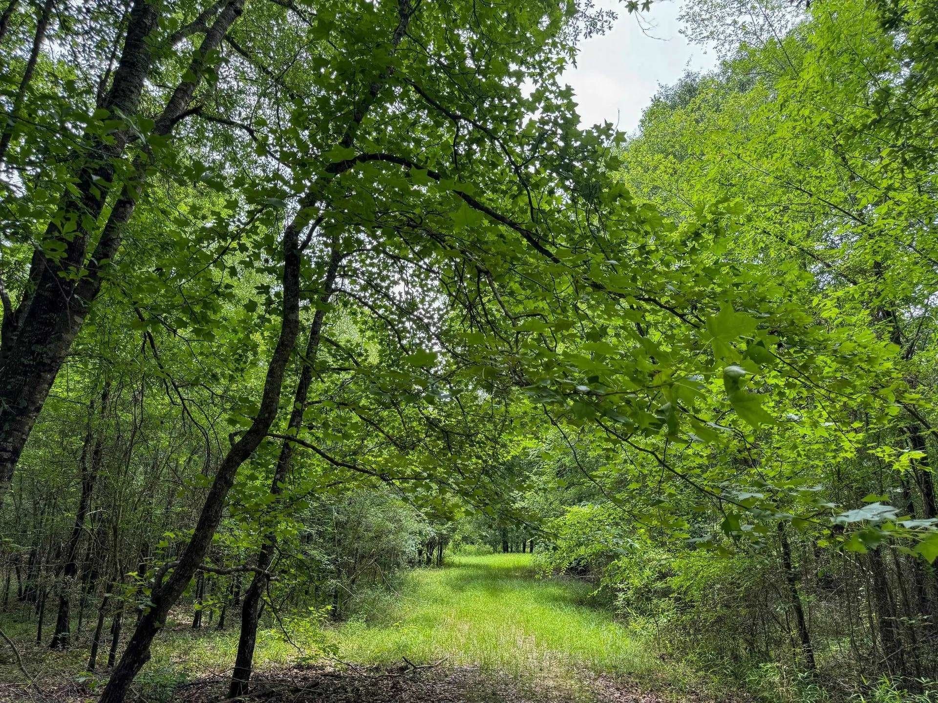 115.66 acres in Panola County - photo 21