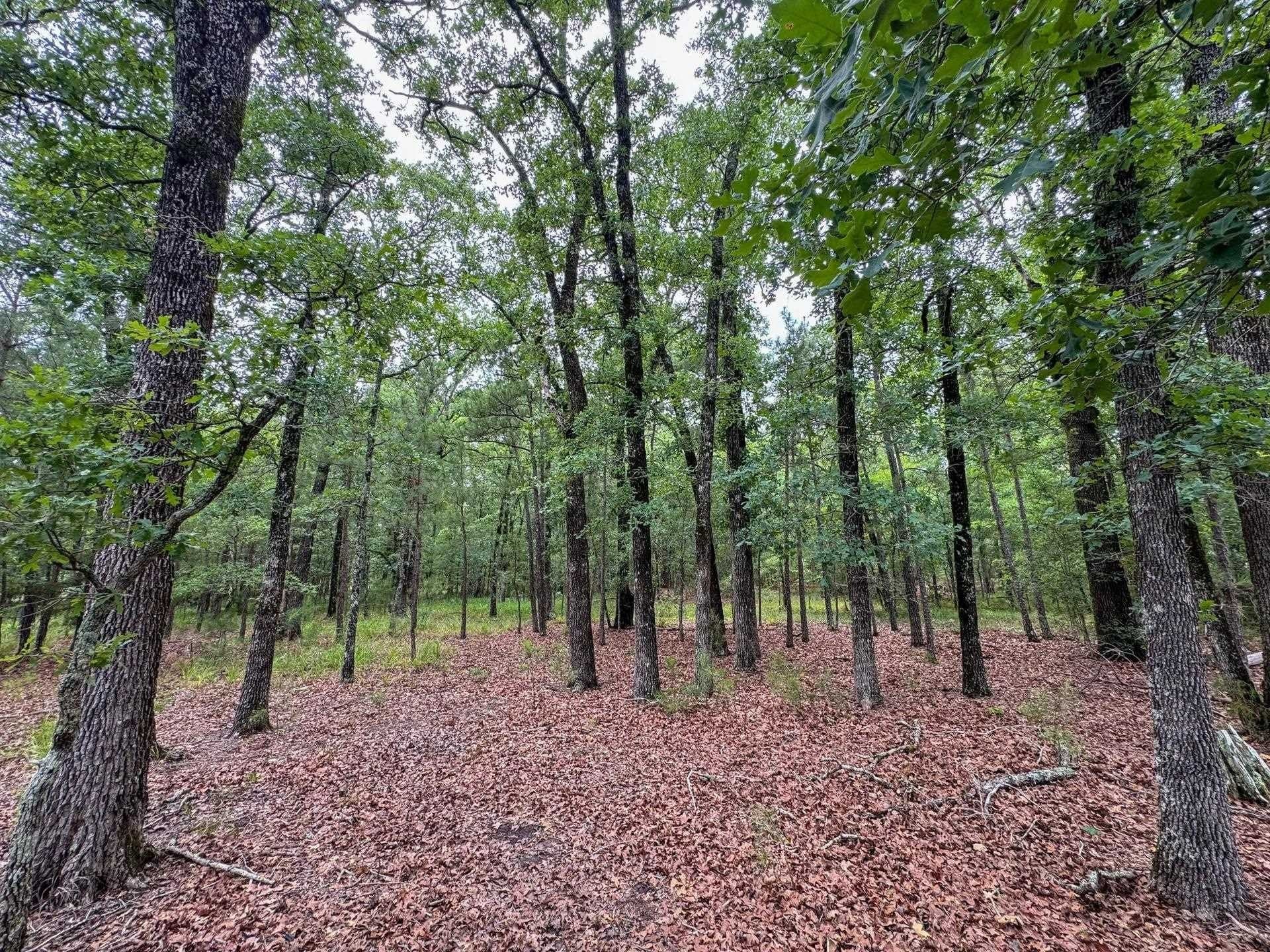 115.66 acres in Panola County - photo 33