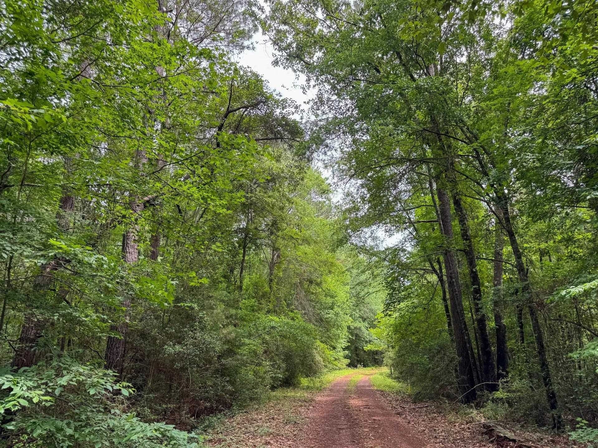 115.66 acres in Panola County - photo 6