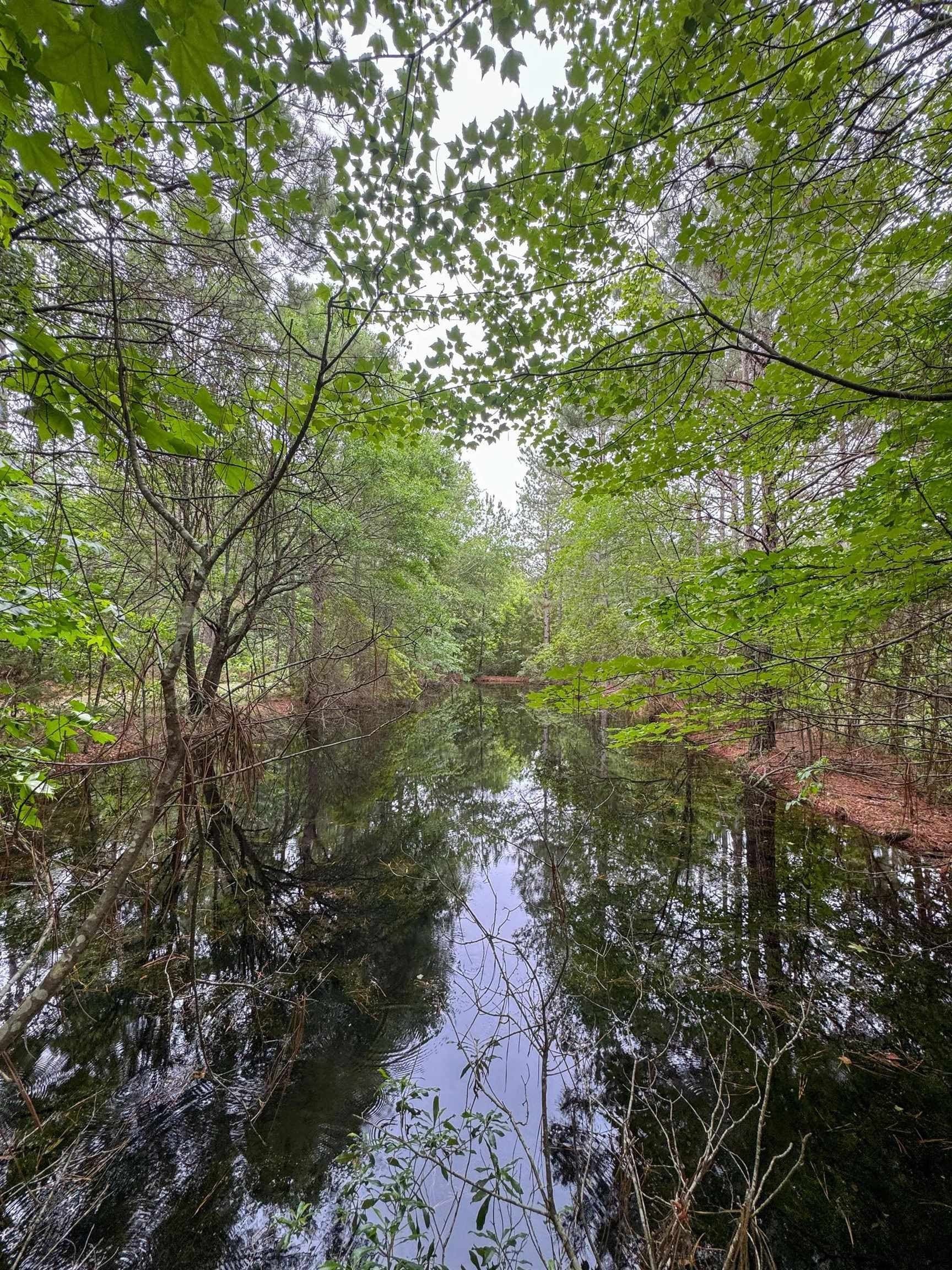 115.66 acres in Panola County - photo 41
