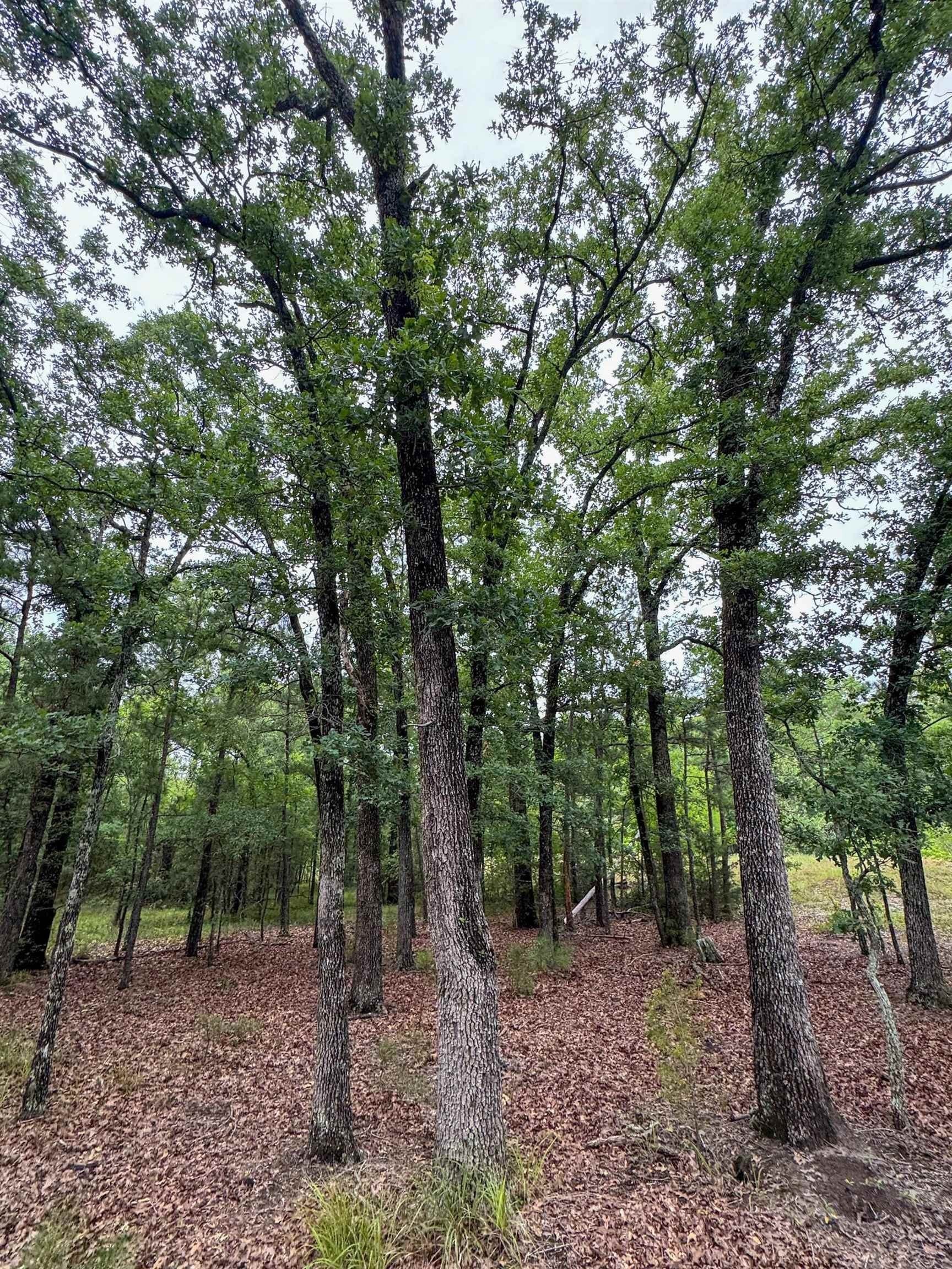 115.66 acres in Panola County - photo 30