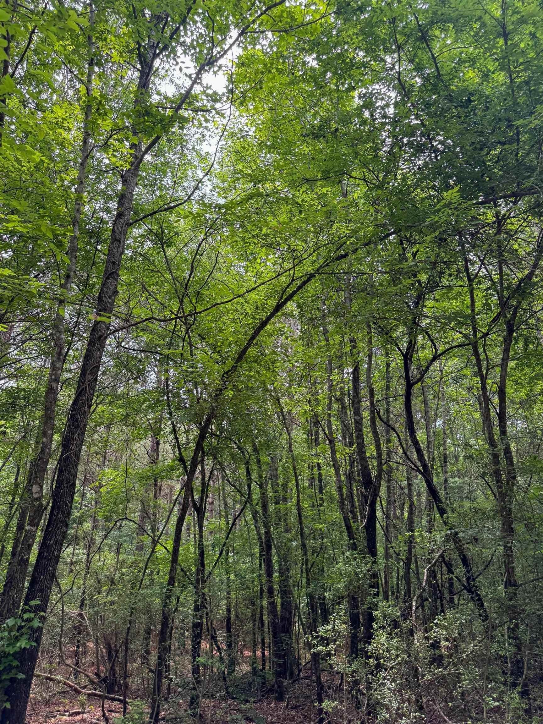 115.66 acres in Panola County - photo 31