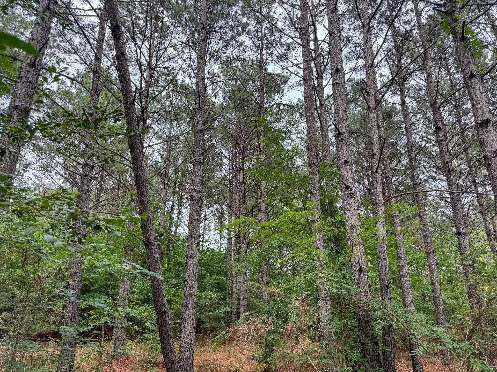 115.66 acres in Panola County - photo 42