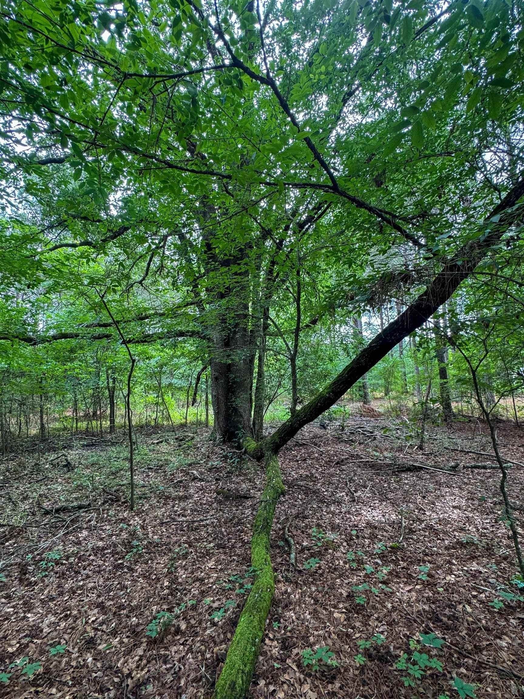 115.66 acres in Panola County - photo 46