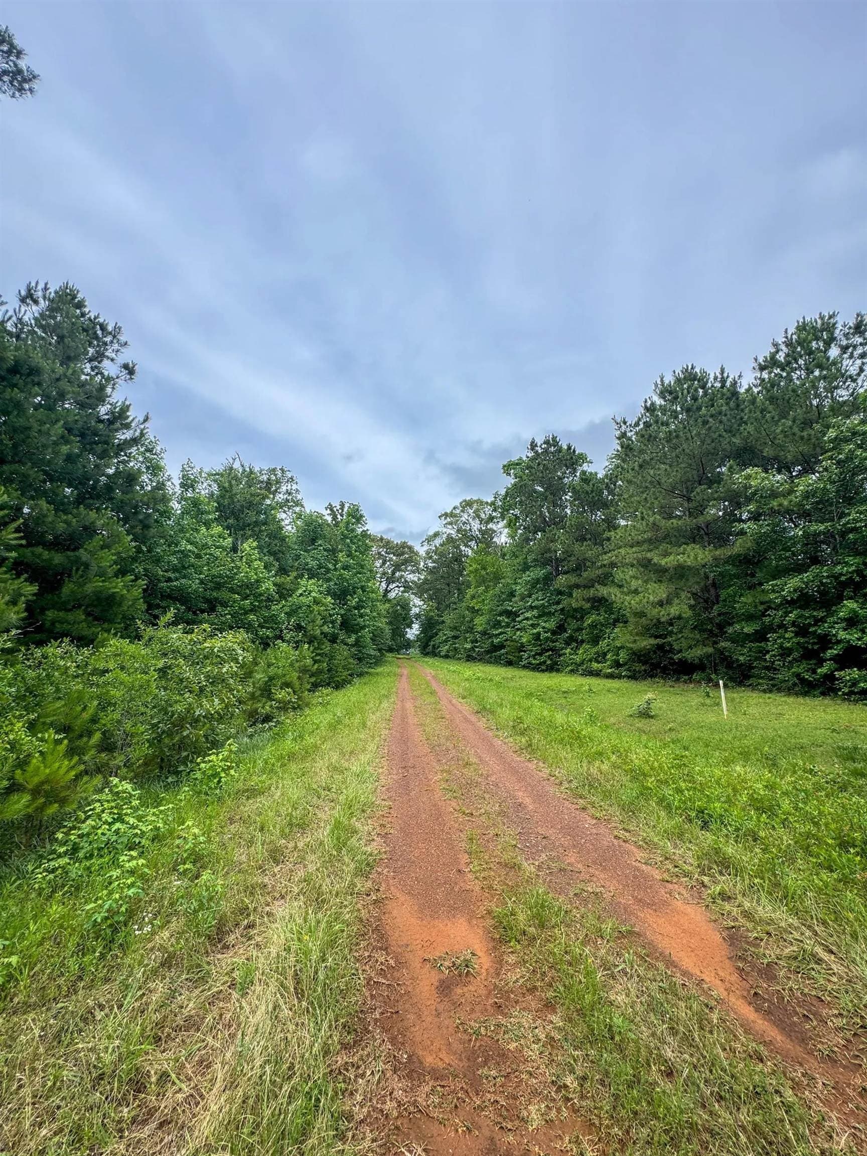 115.66 acres in Panola County gallery image 3