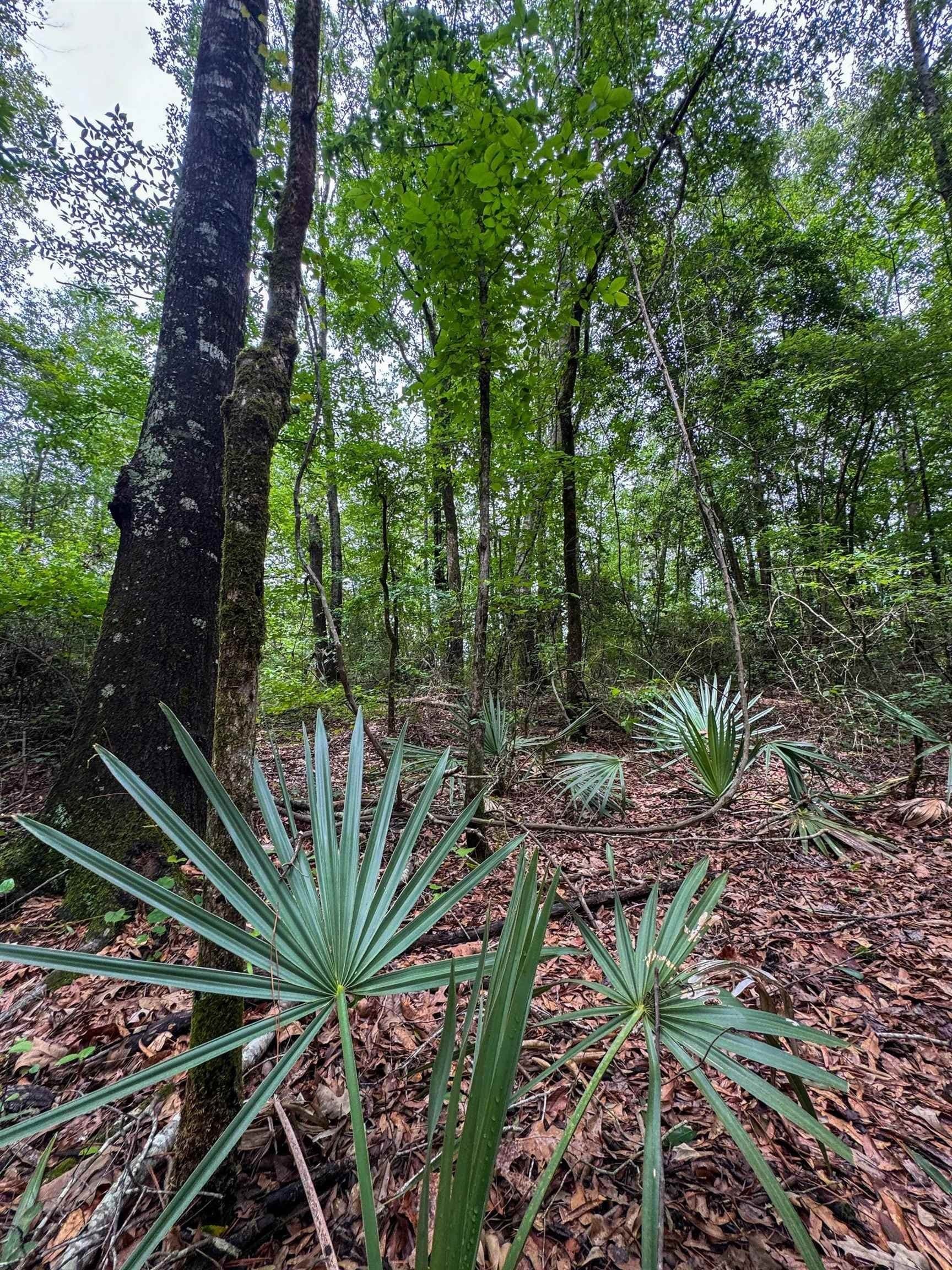 115.66 acres in Panola County - photo 9