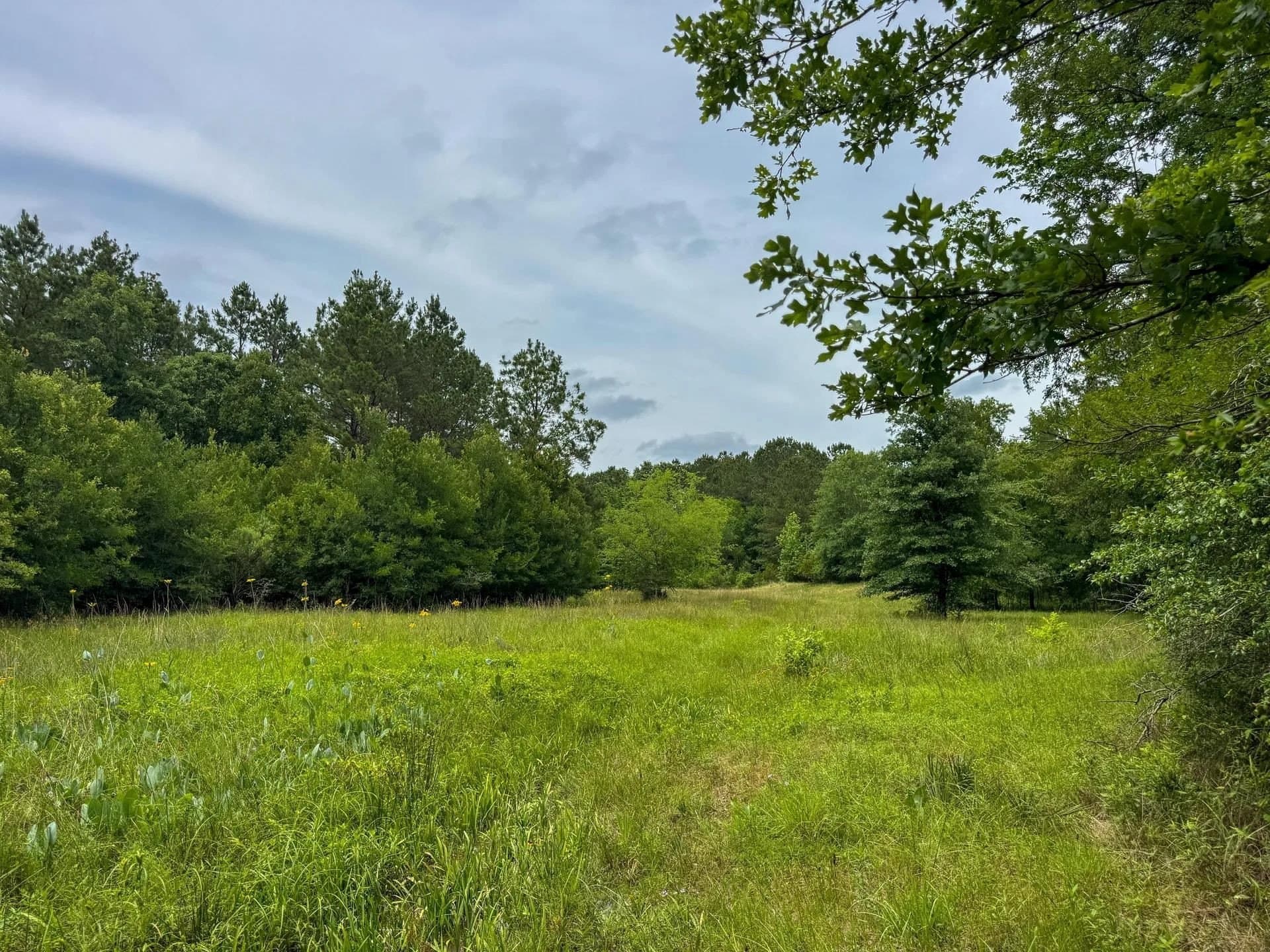 115.66 acres in Panola County - photo 14