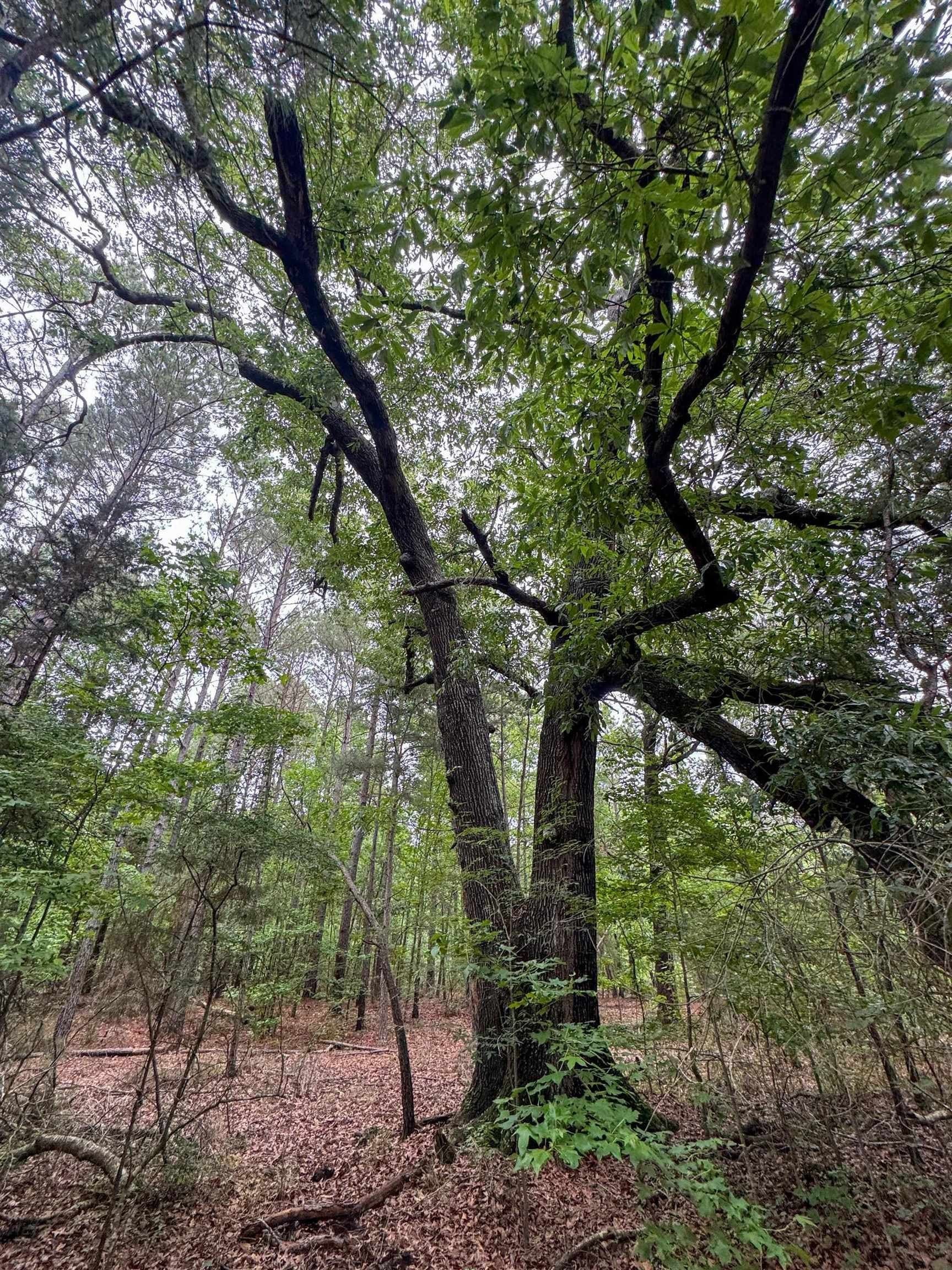115.66 acres in Panola County - photo 38