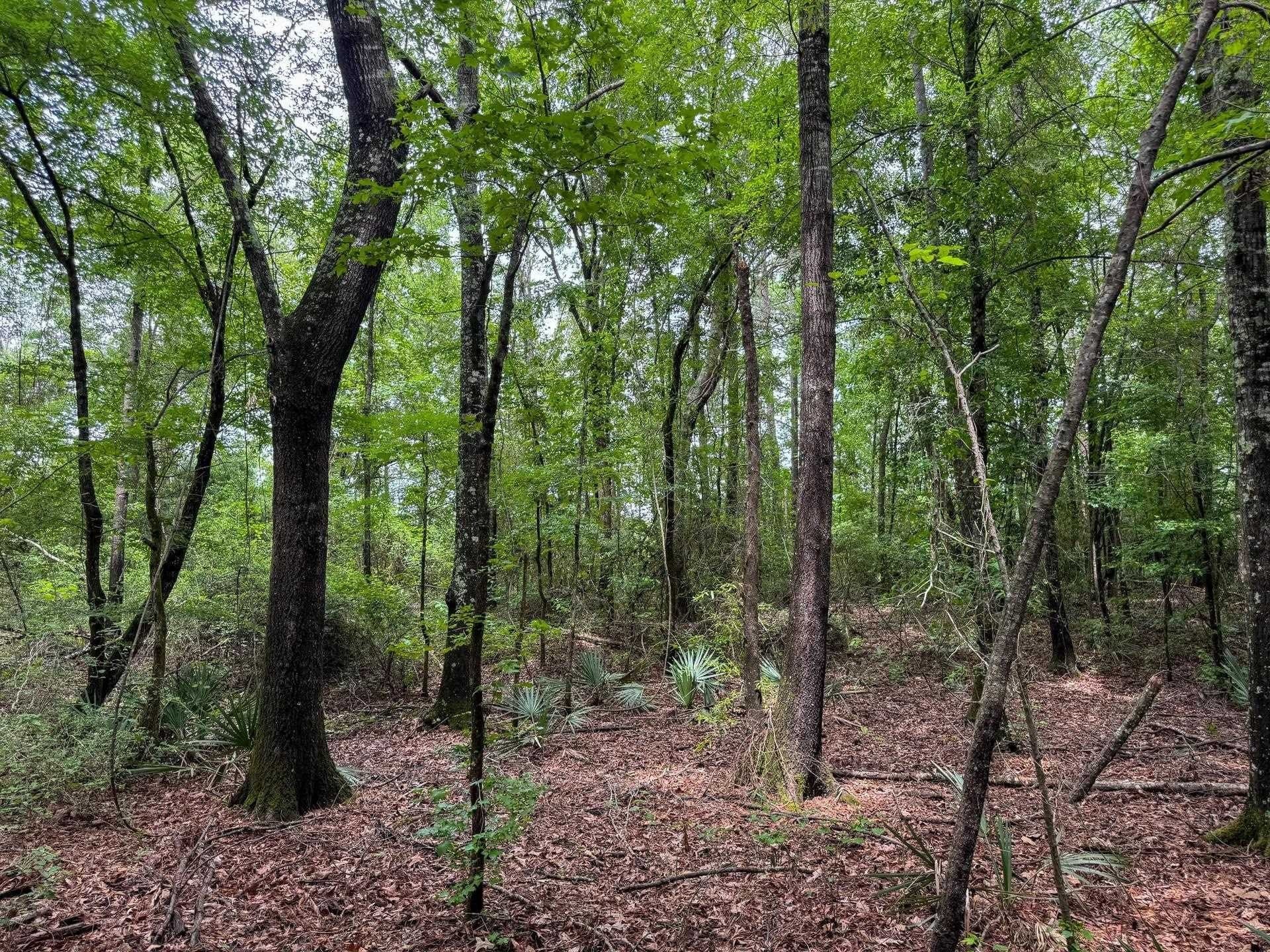 115.66 acres in Panola County - photo 11