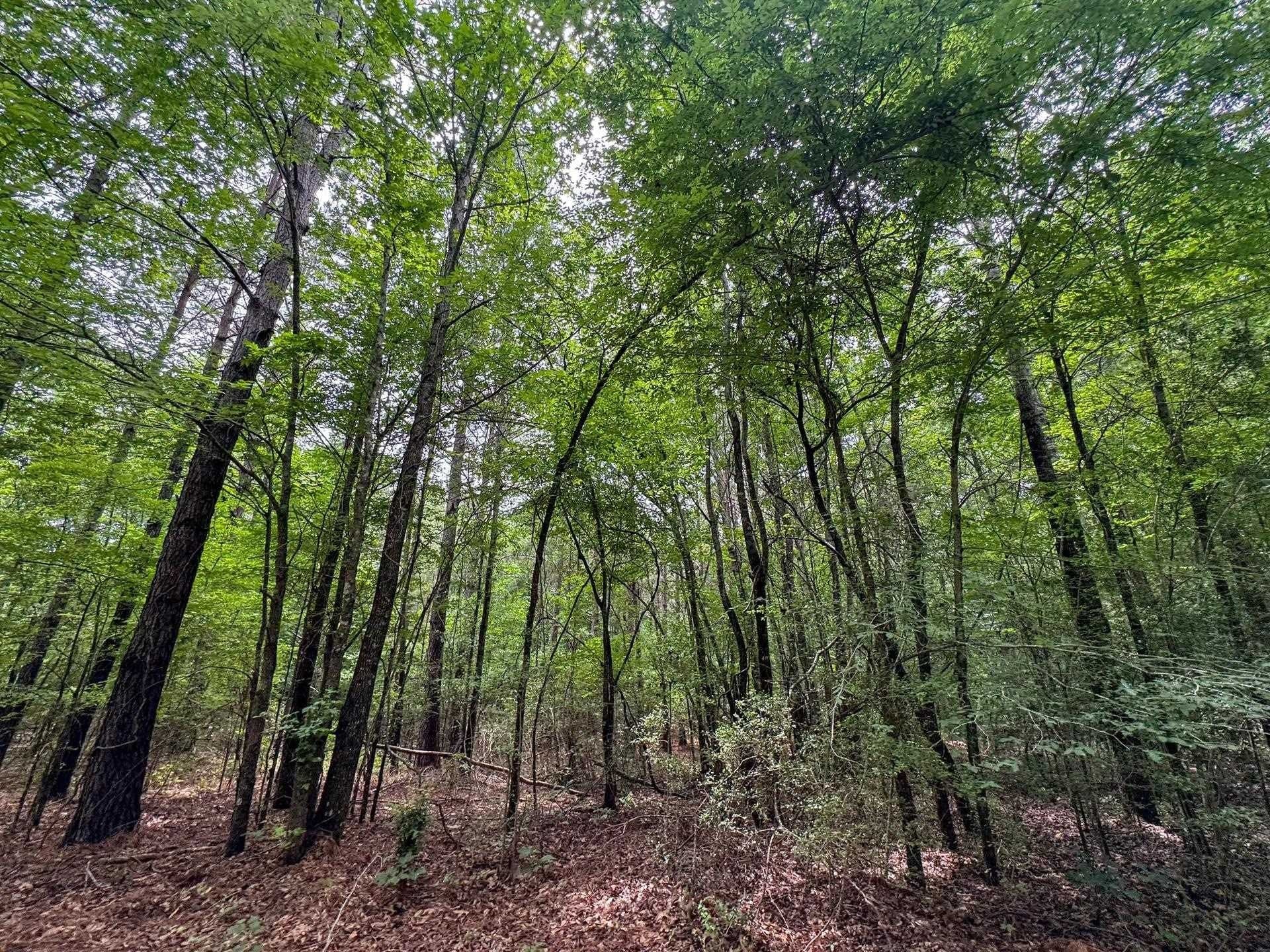 115.66 acres in Panola County - photo 28
