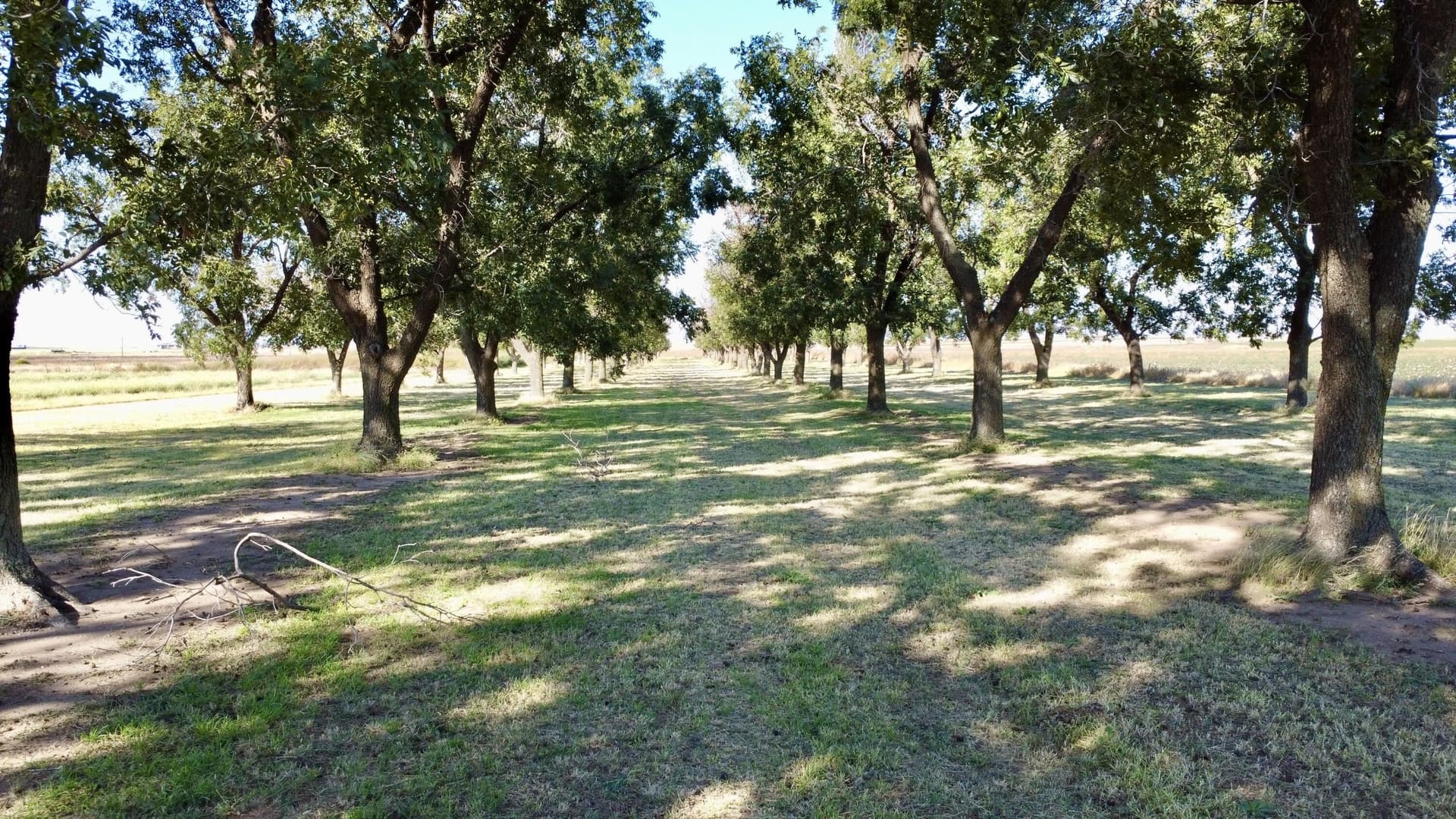 43 acres in Hale County - photo 10