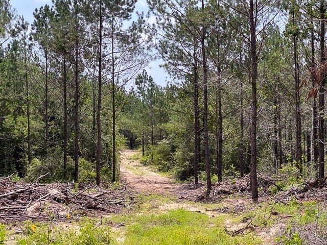 34 acres in Tyler County - photo 2