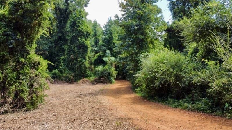 11.97 acres in Cass County gallery image 3