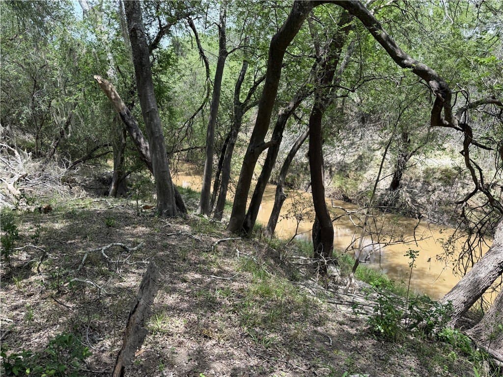 250 acres in Live Oak County gallery image 4