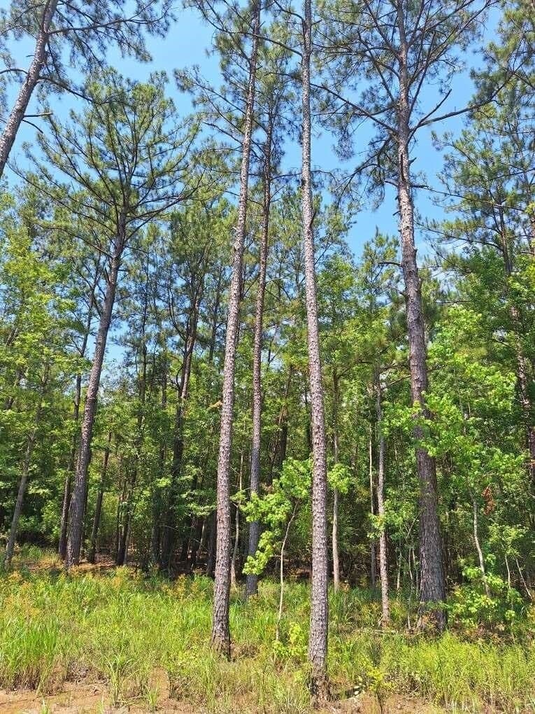 15.85 acres in Texas County - photo 19