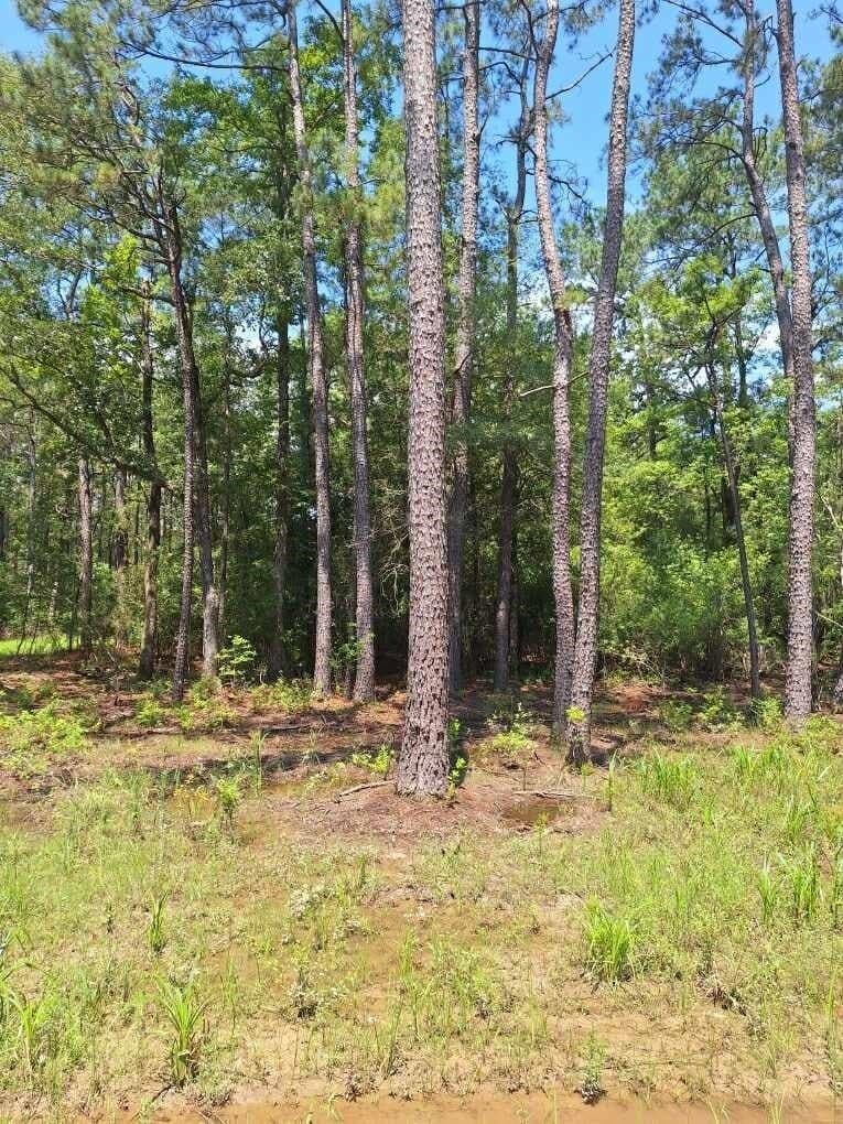 15.85 acres in Texas County - photo 10