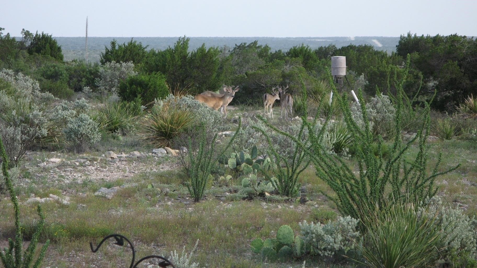 200 acres in Val Verde County gallery image 2