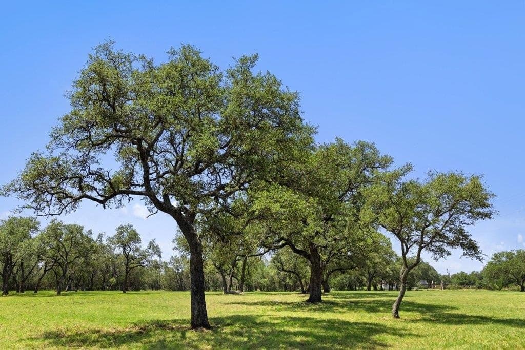 7.17 acres in Blanco County gallery image 2
