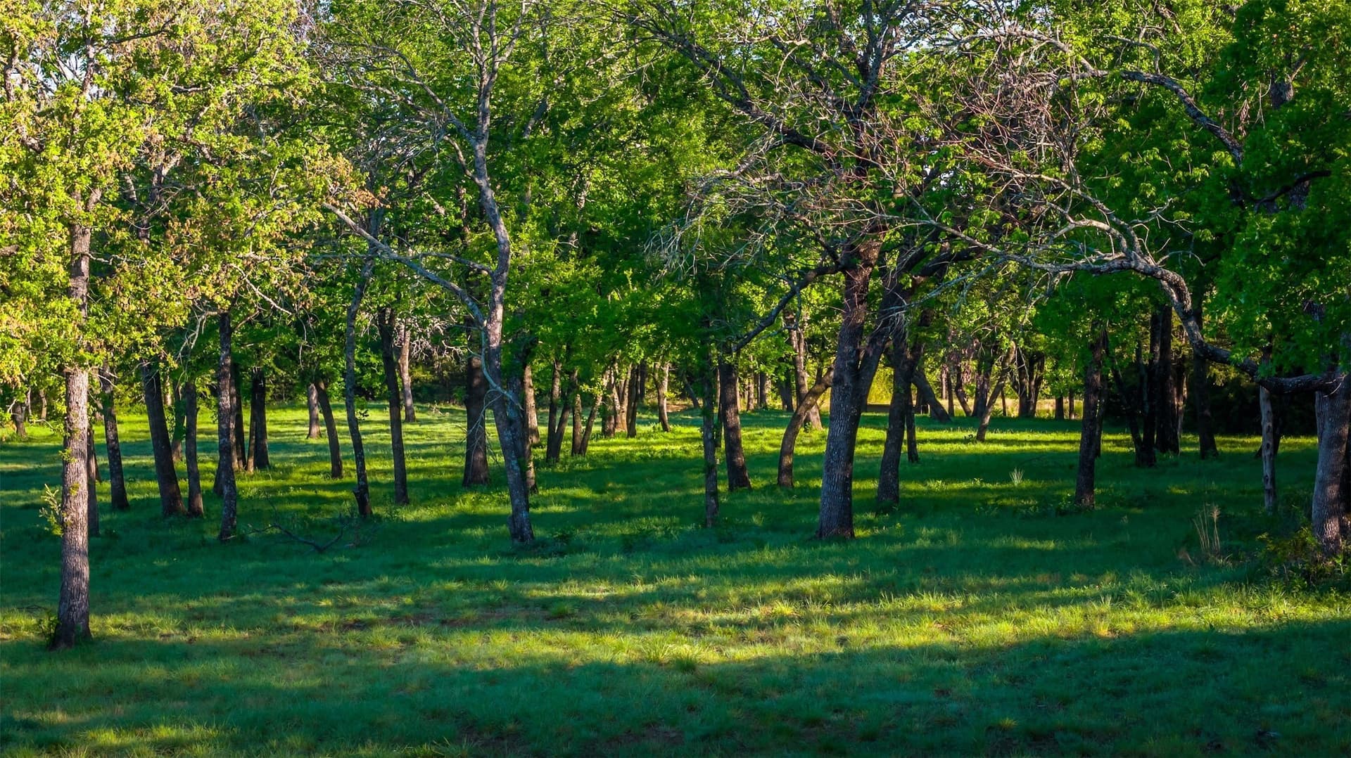 109.24 acres in Grayson County - photo 35