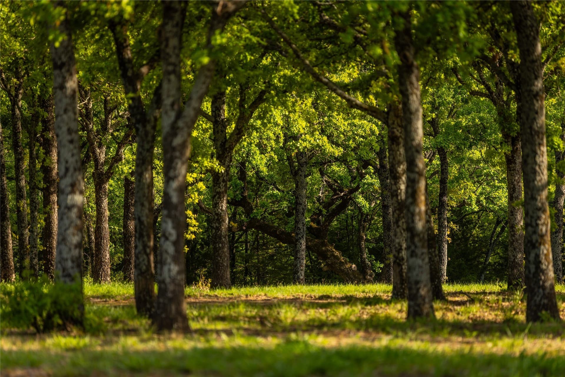 109.24 acres in Grayson County - photo 31