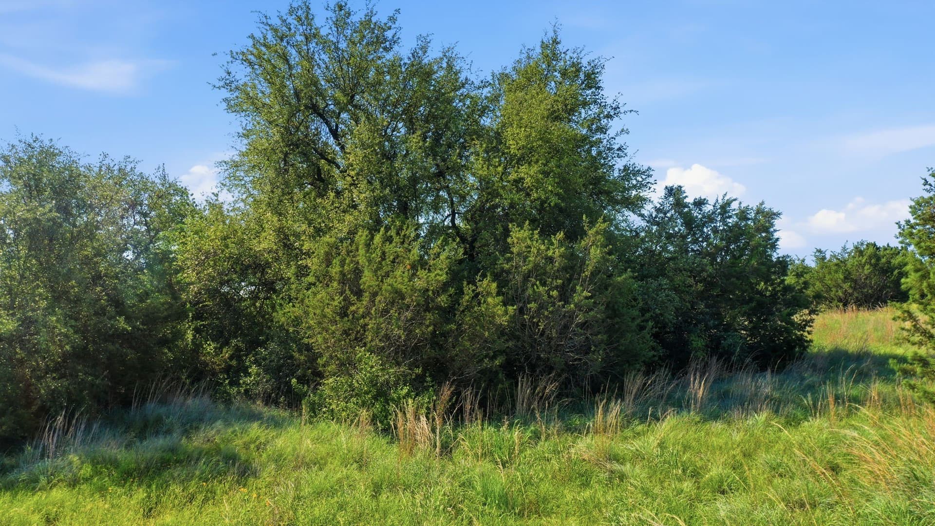 10 acres in Hood County - photo 14