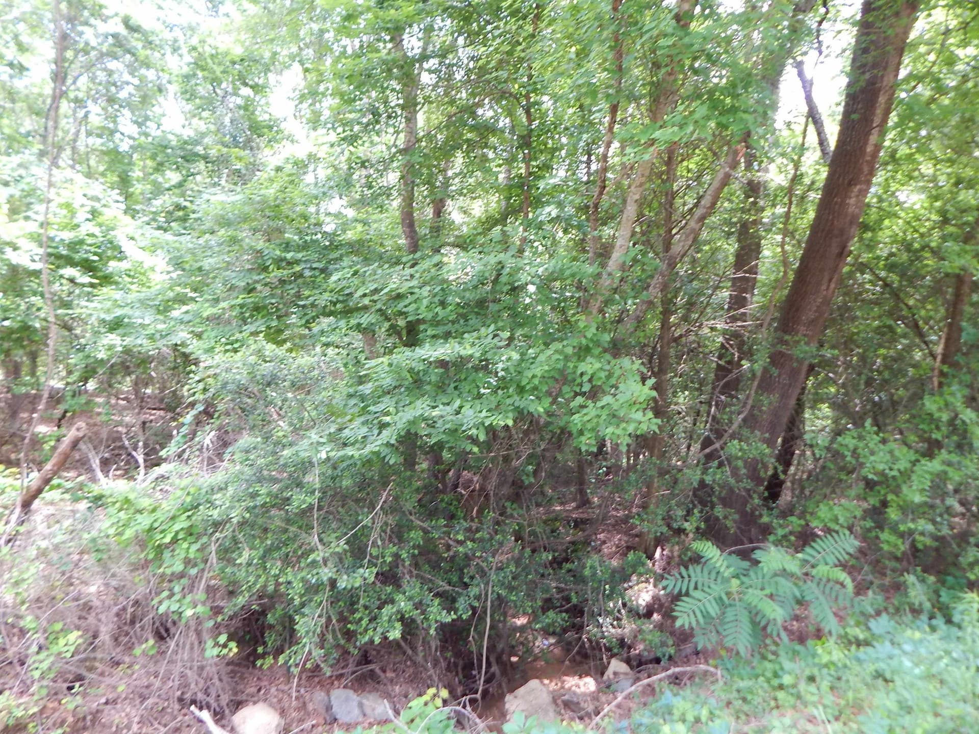 15 acres in Upshur County featured view