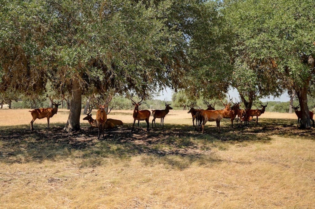 5.04 acres in Bastrop County - photo 20