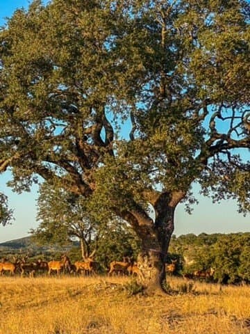 5.04 acres in Bastrop County - photo 9