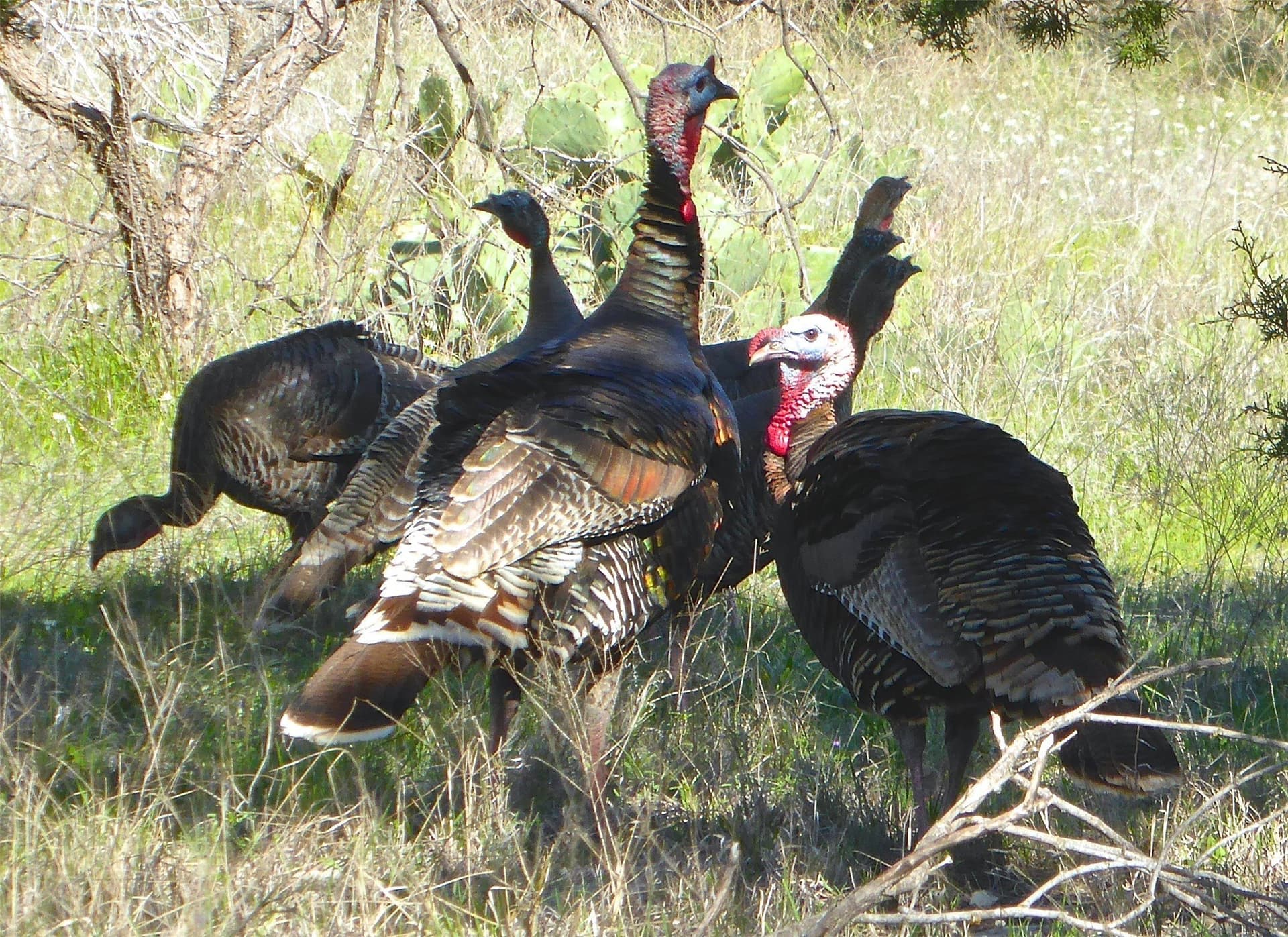 2.01 acres in Palo Pinto County - photo 7