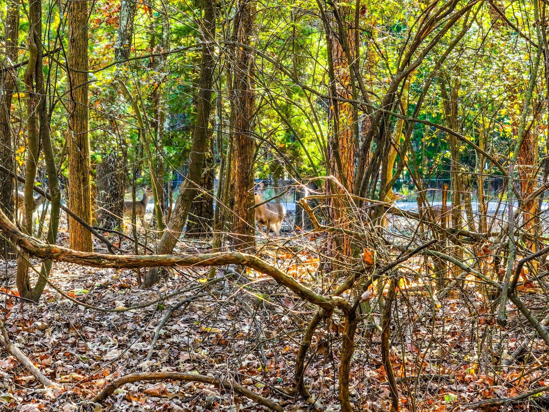 0.21 acres in Franklin (TX) County gallery image 3