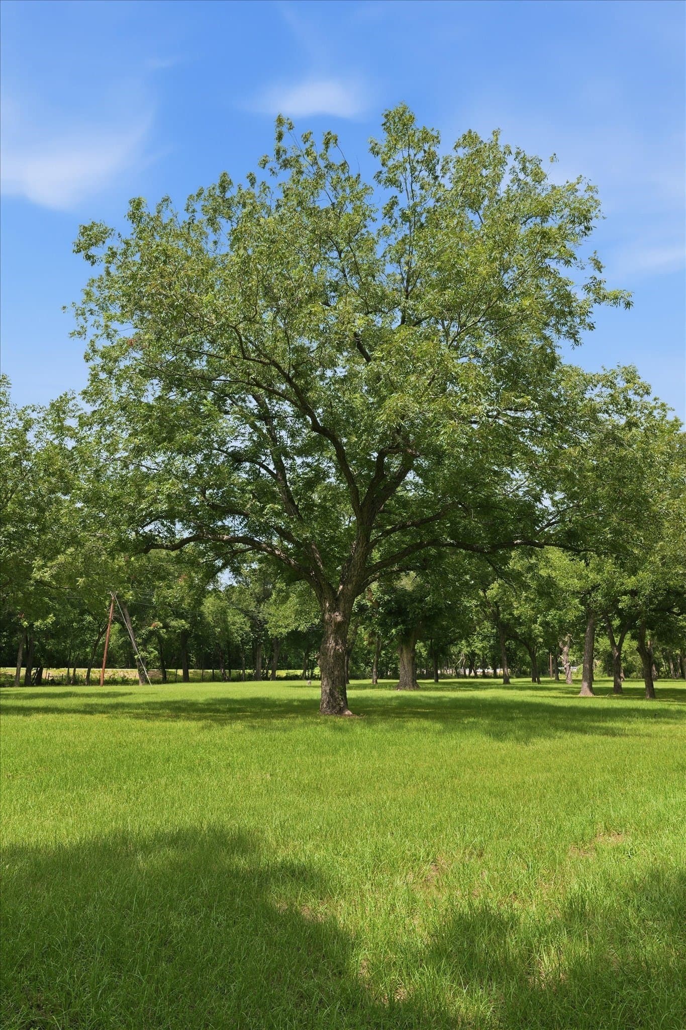 15 acres in Limestone County - photo 29