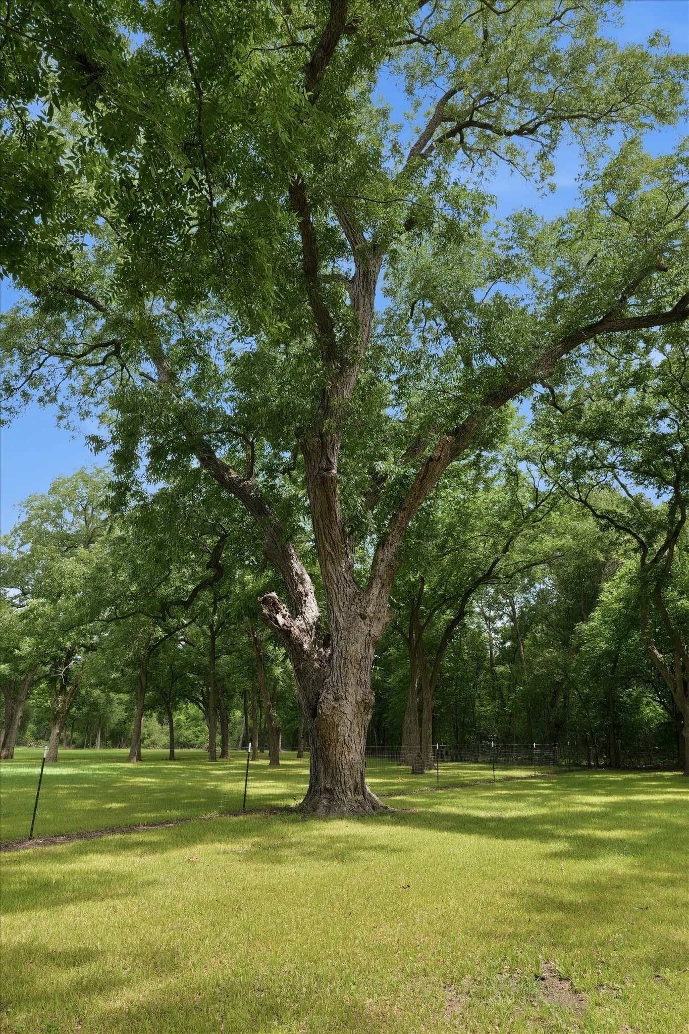 15 acres in Limestone County - photo 30