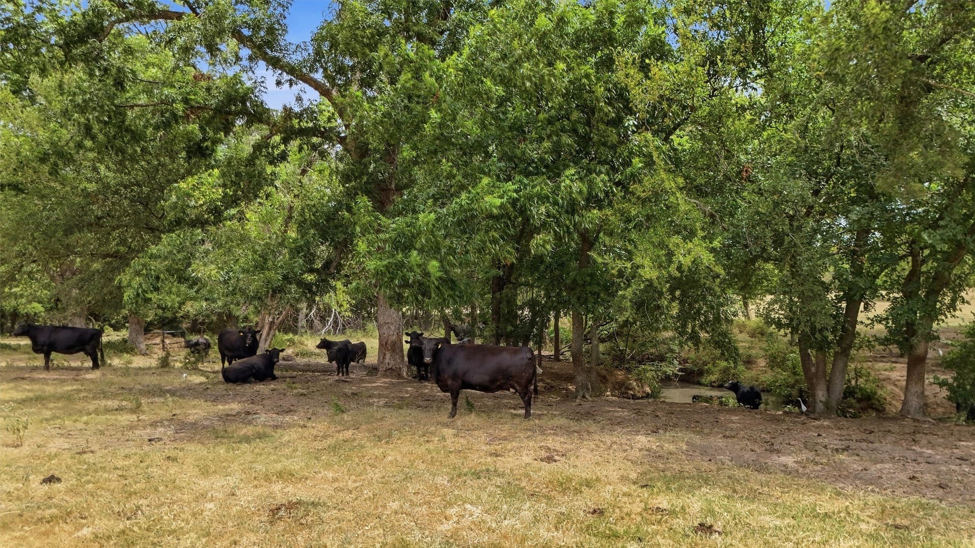163 acres in Grayson County - photo 33