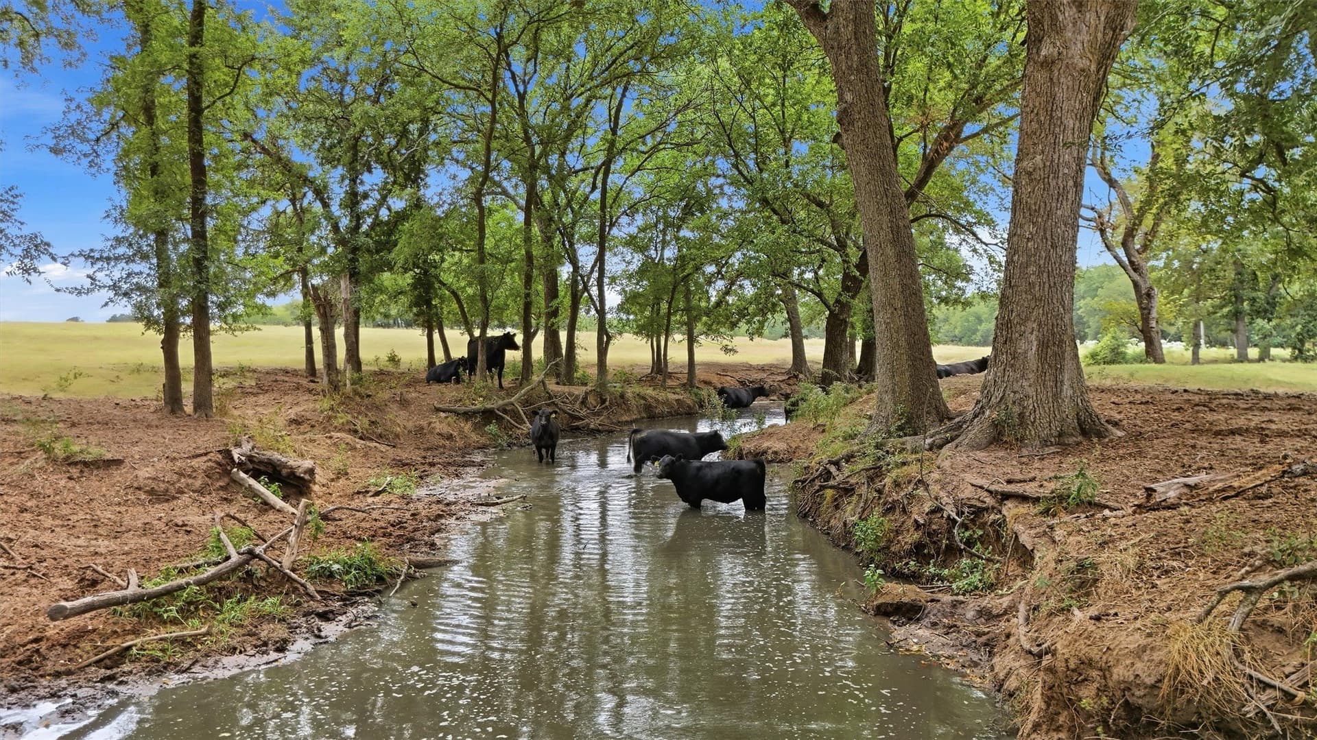163 acres in Grayson County - photo 36