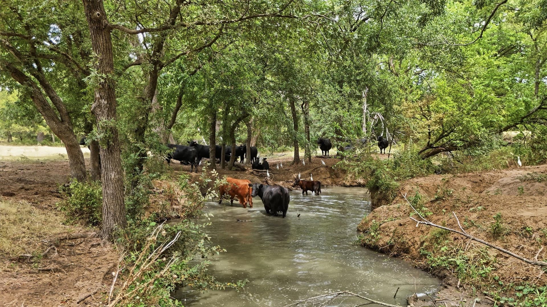 163 acres in Grayson County - photo 35