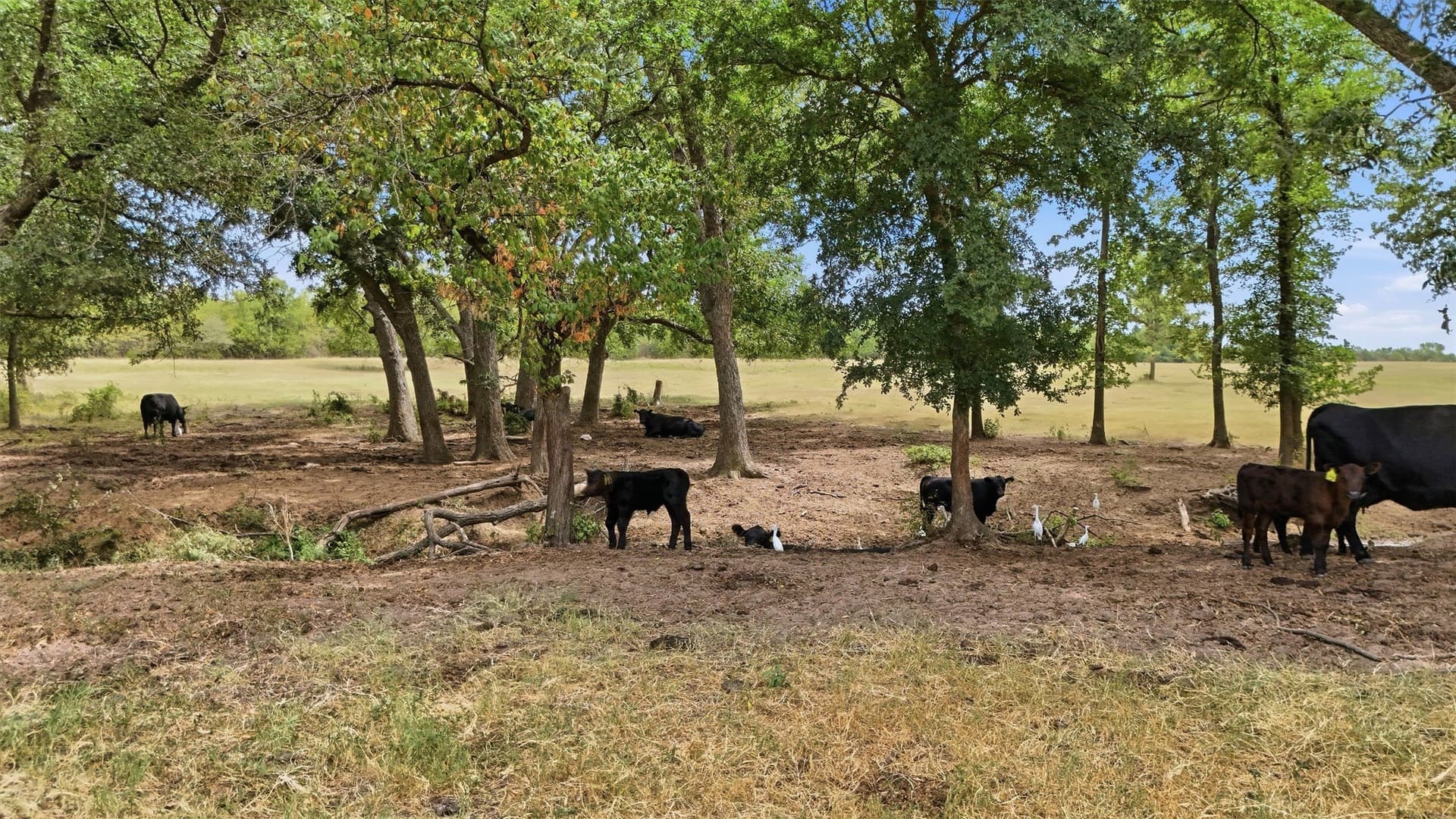 163 acres in Grayson County - photo 34