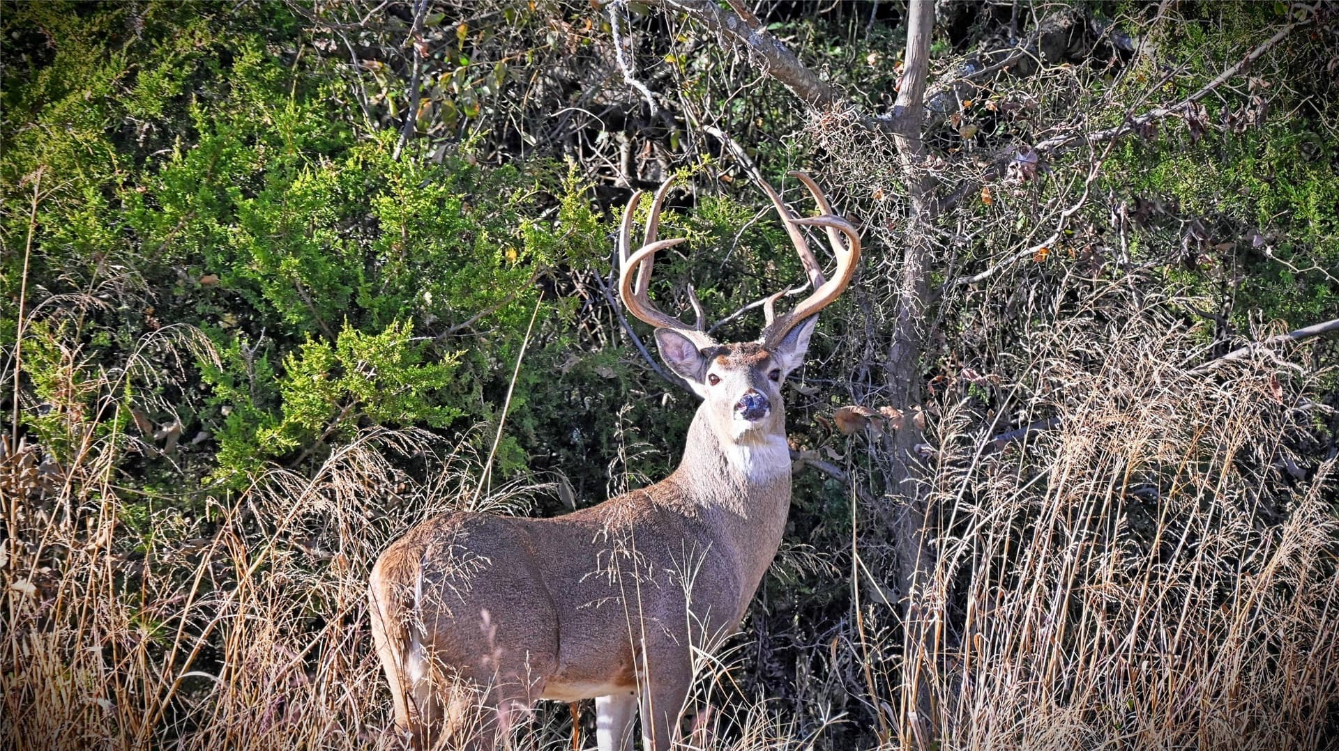100 acres in Cooke County - photo 23
