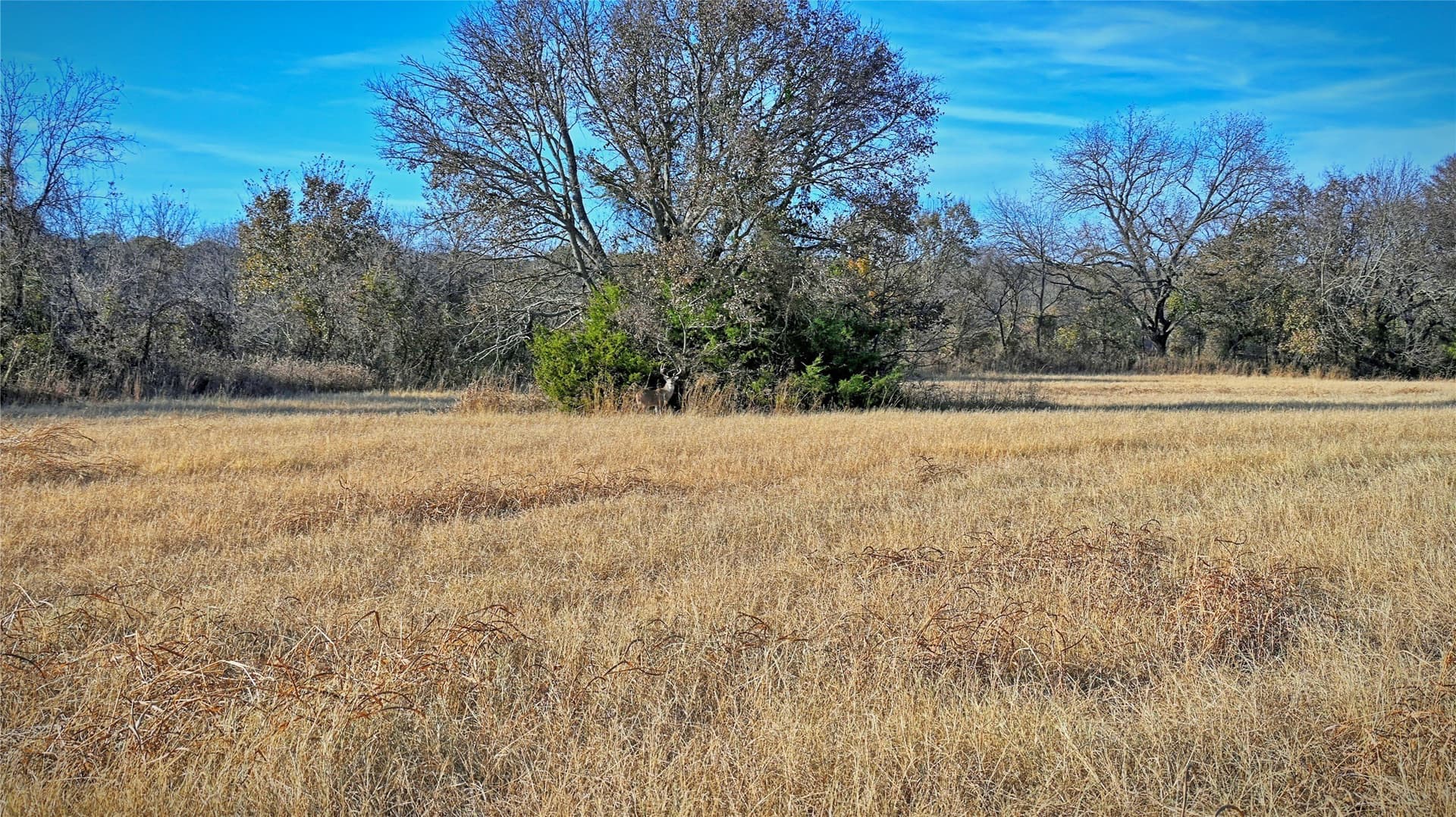 100 acres in Cooke County - photo 9