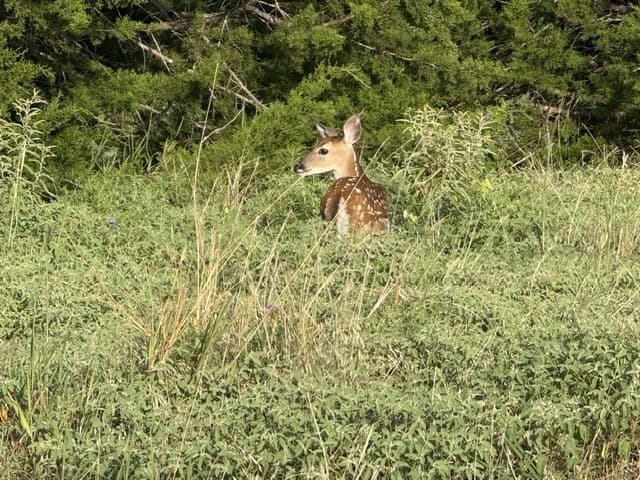 0.24 acres in Hill County - photo 4