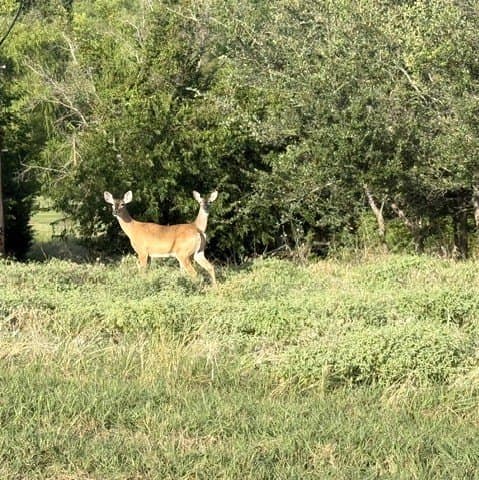 0.24 acres in Hill County - photo 5