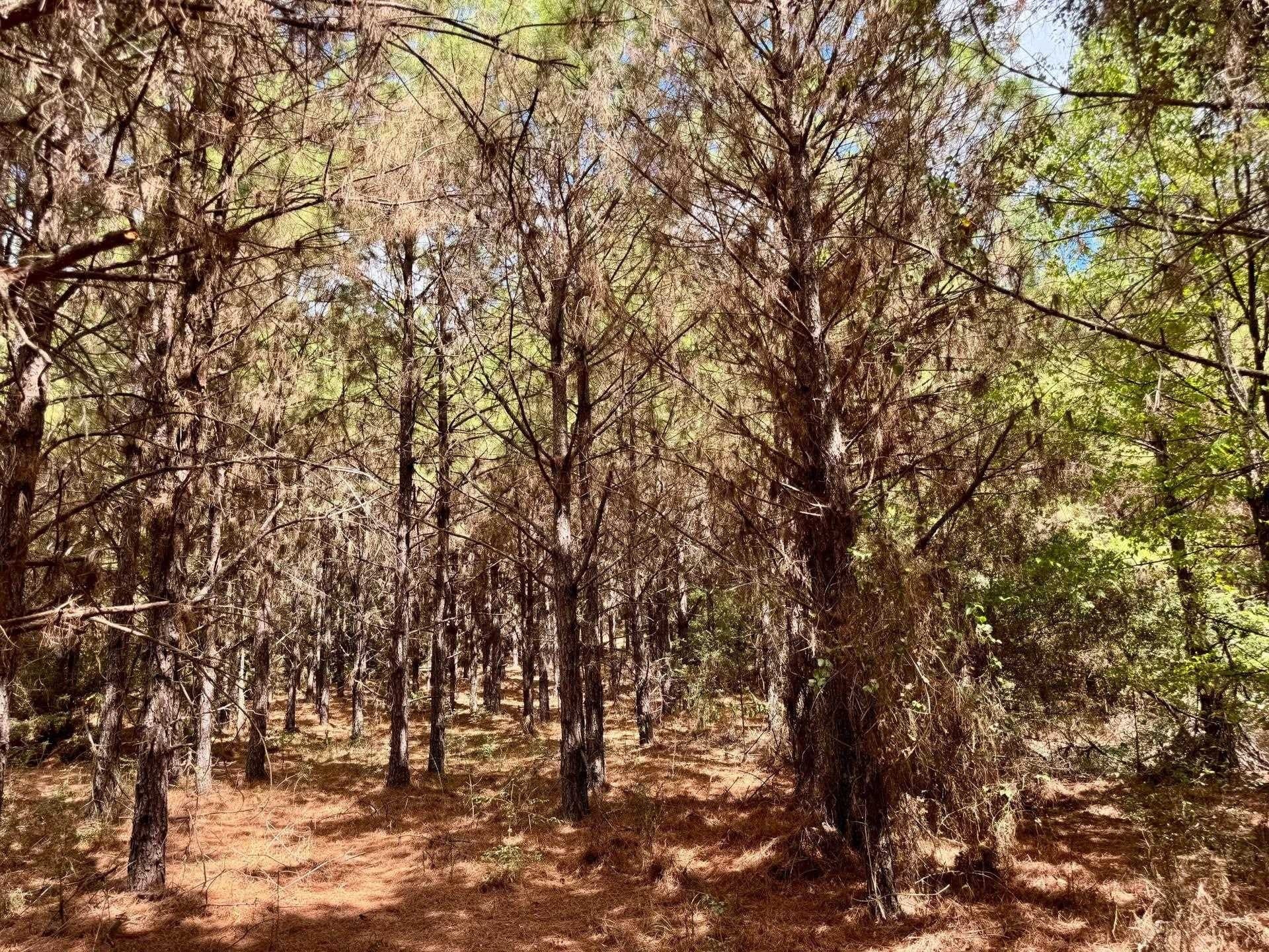 69.36 acres in Marion County - photo 17