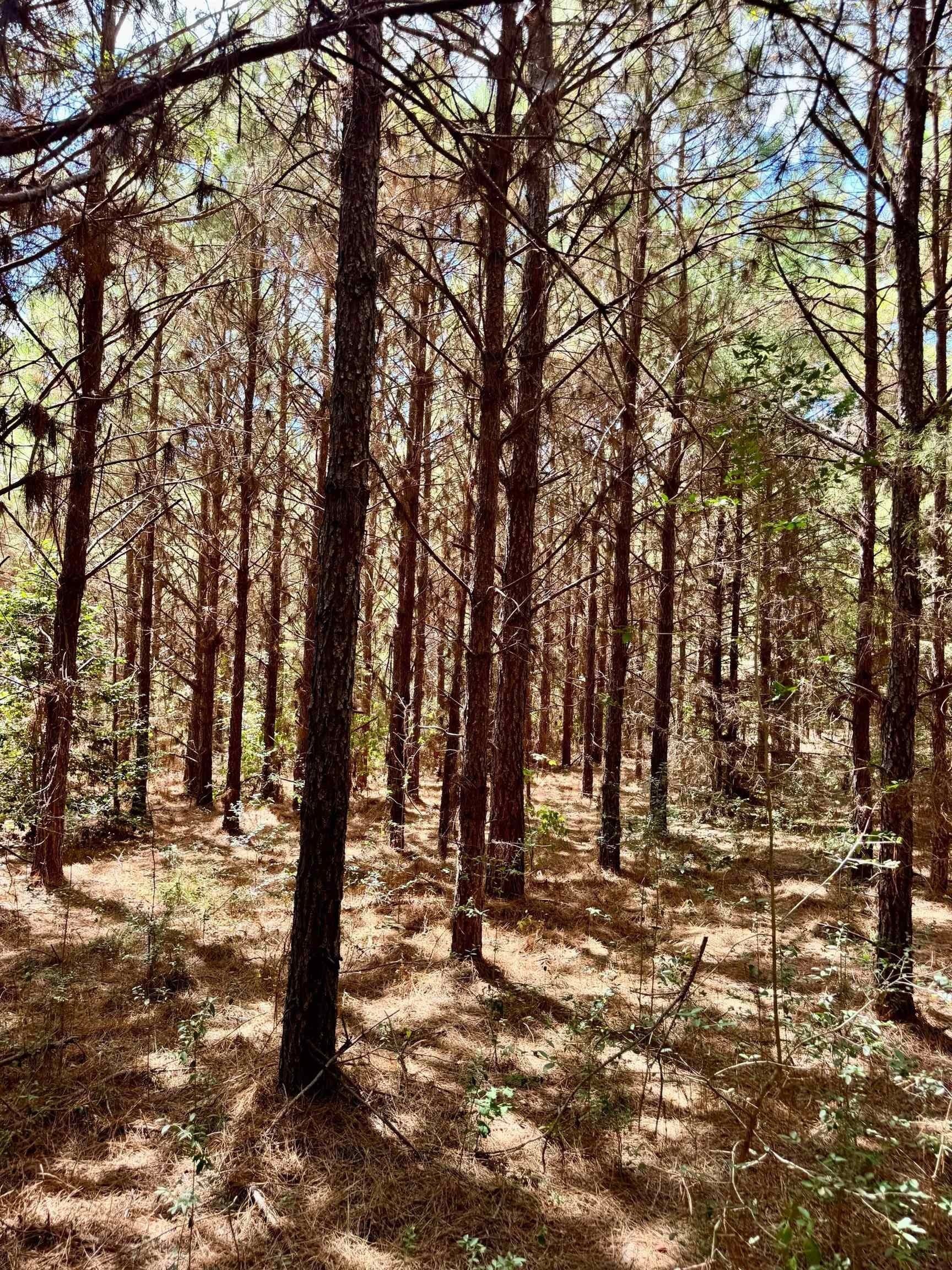 69.36 acres in Marion County - photo 10