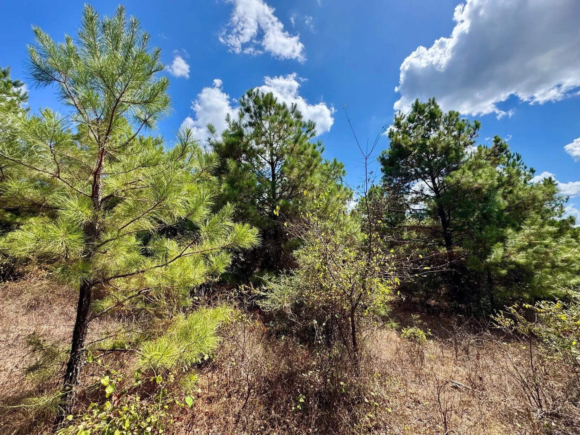 69.36 acres in Marion County - photo 8
