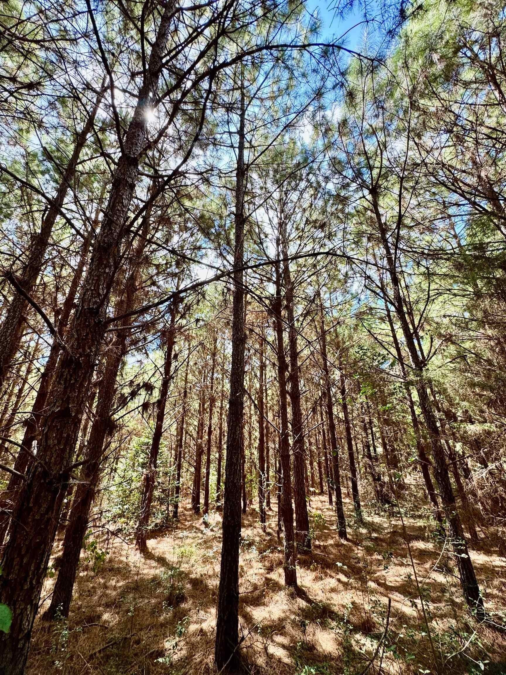 69.36 acres in Marion County - photo 11