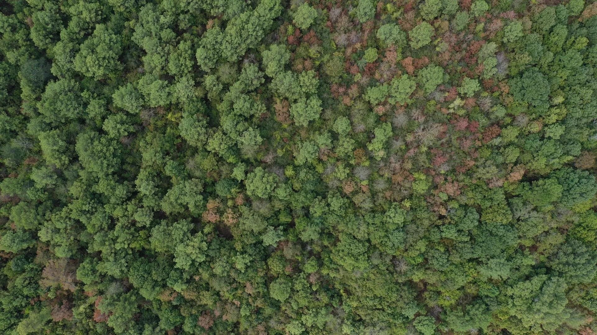69.36 acres in Marion County - photo 2