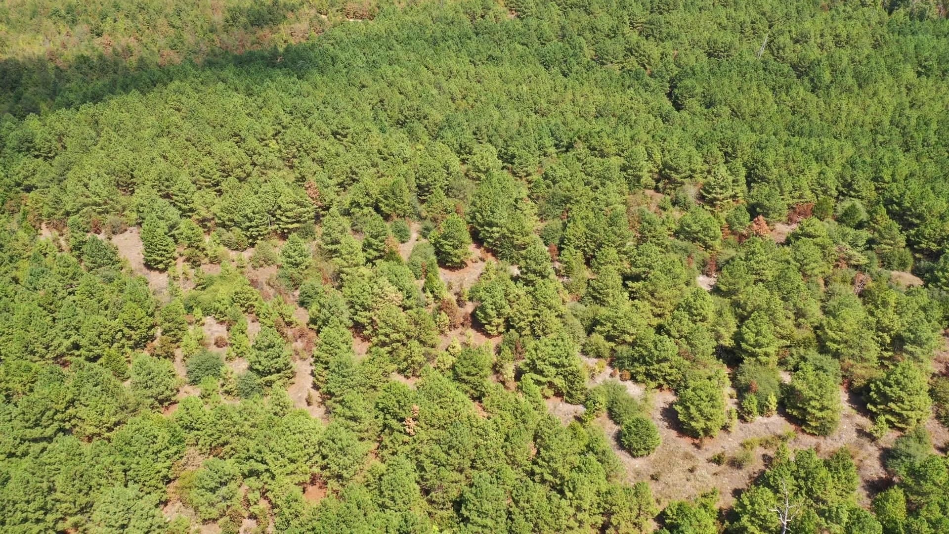 69.36 acres in Marion County - photo 4