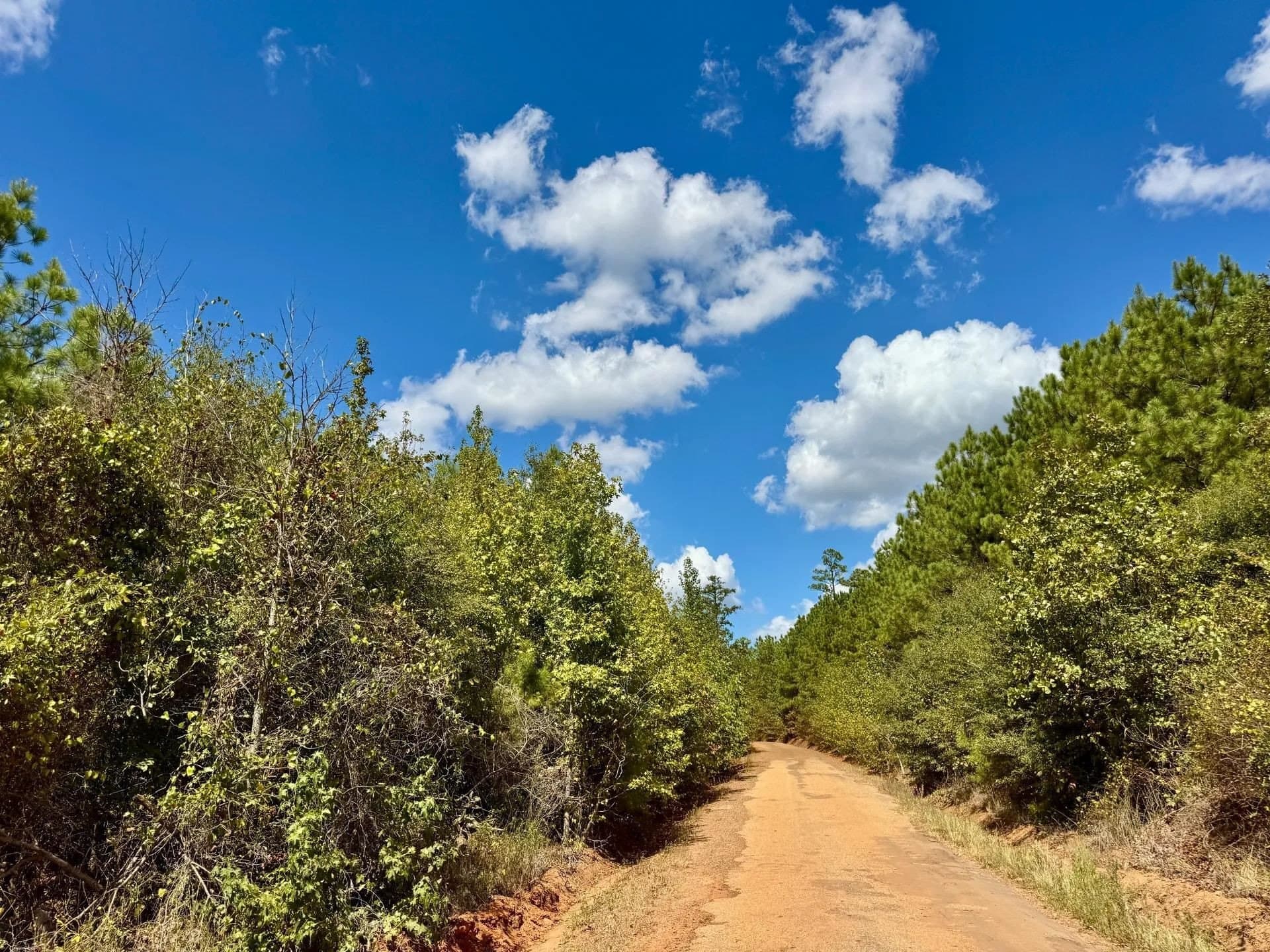 69.36 acres in Marion County - photo 6