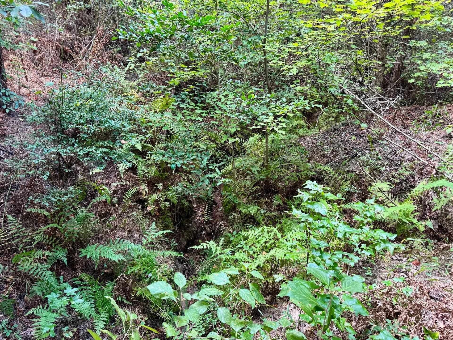 69.36 acres in Marion County - photo 13