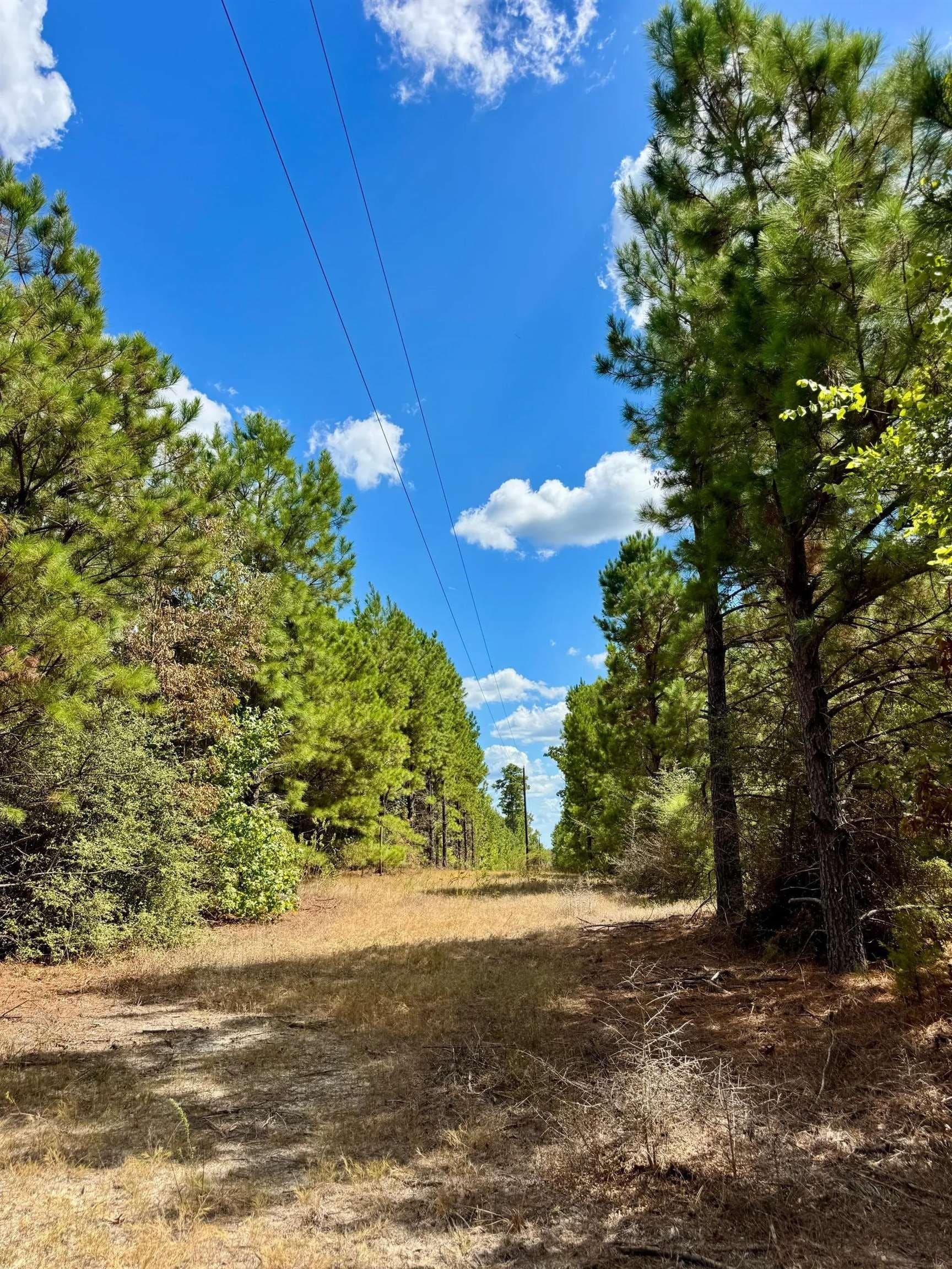 69.36 acres in Marion County - photo 18